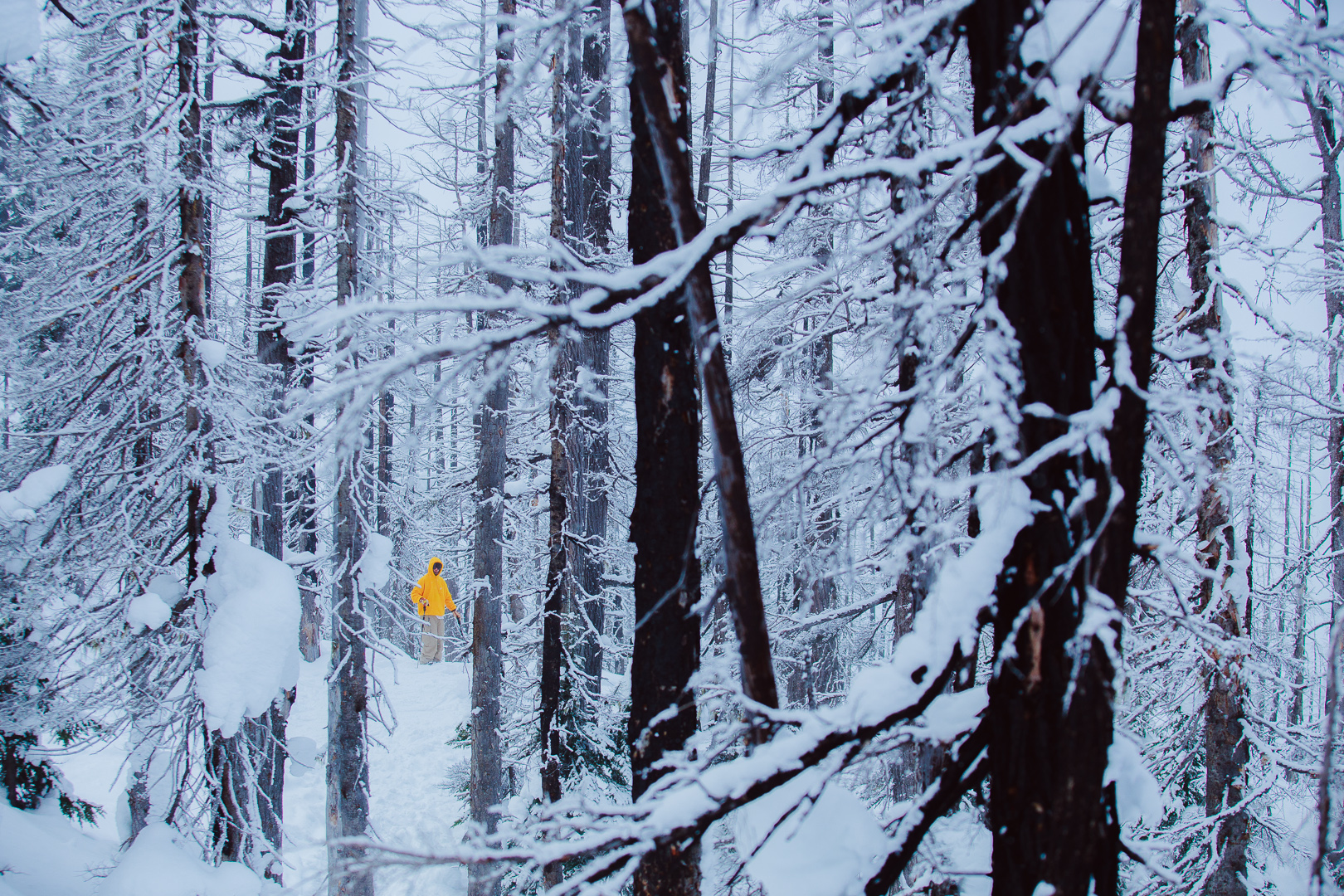 Lifestyle photo of a skier in a forest by Alric Ljunghager for The Bunch feature in Downdays magazine, Winter 2018 issue.